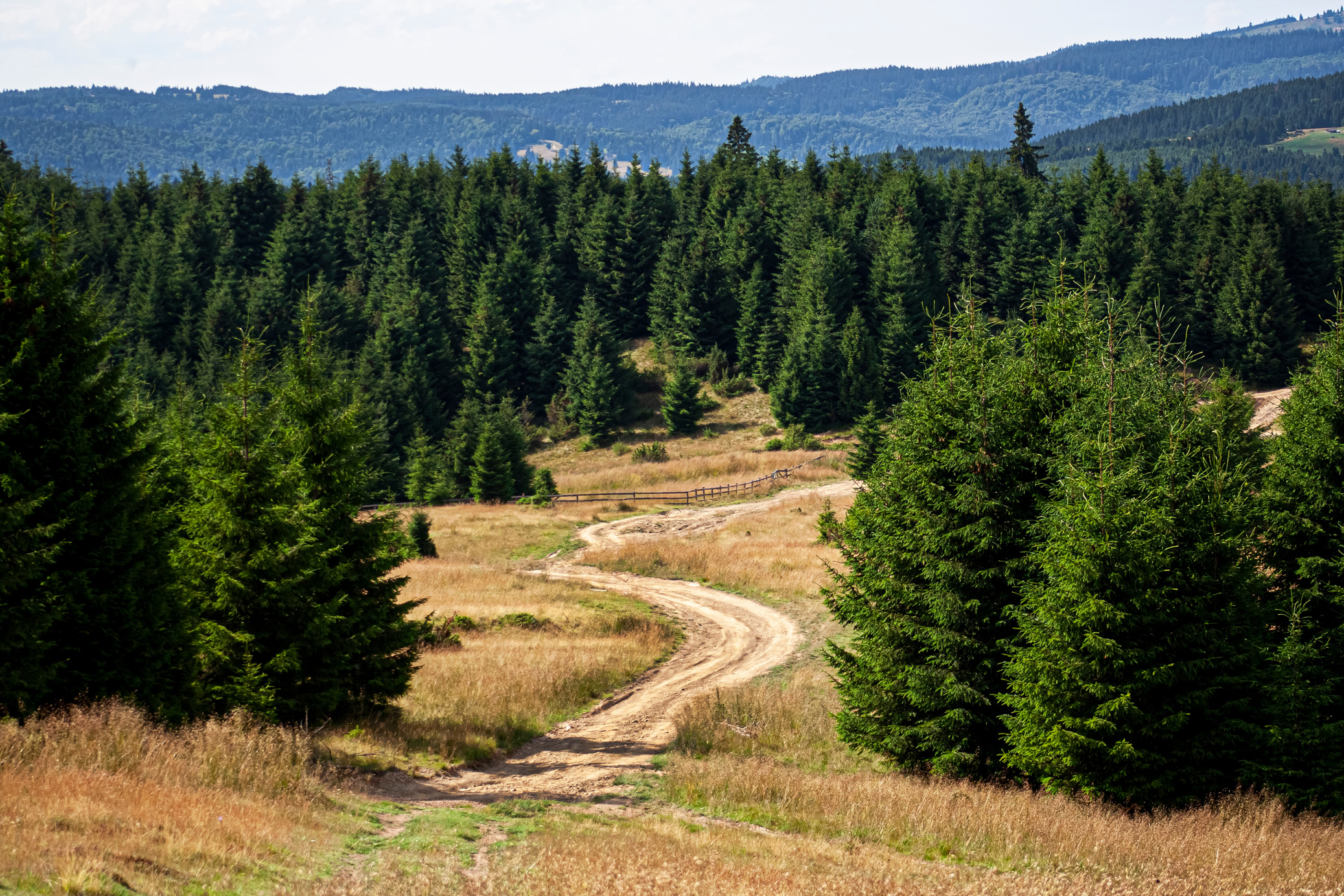 forest road backround